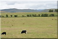 Sheep on Elva Plain