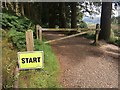 The start of Whinlatter Forest parkrun