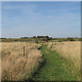 Path in Barling Magna Wildlife Reserve