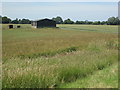 Grassy path passing Lodge Farm