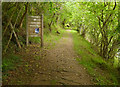 NH5633 : Path into Abriachan Woods by Craig Wallace
