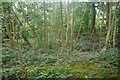 Woodland on Wenlock Edge