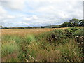 Llwybr ger Cwm-llethryd-fawr/ Path near Cwm-llethryd-fawr