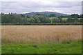 Barley, Shipton