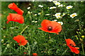 Self-sown plants on a patch of waste ground, 3