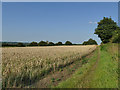 Footpath along the edge of a wheat field 