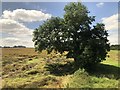 Tree in Farmland, Morpeth