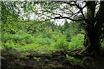 NM9615 : Forest near Loch Avich by Alan Reid