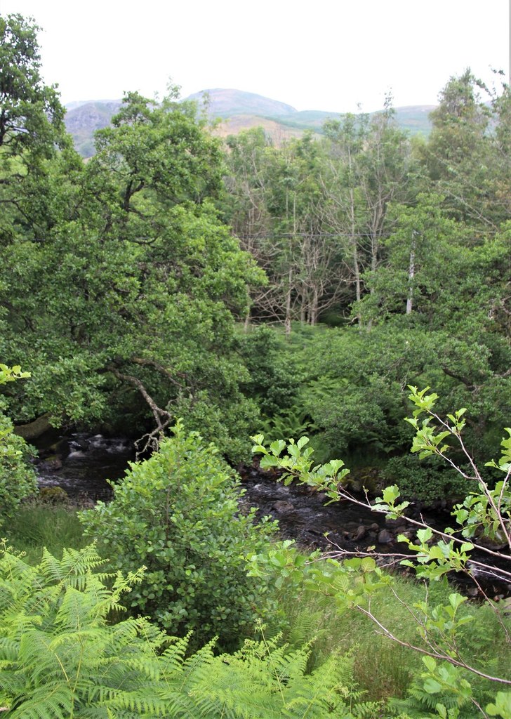 Mixed wood at Glenmaik © Alan Reid :: Geograph Britain and Ireland