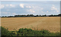 Arable Land near Halfway House Farm, Little Wakering