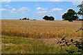 Farmland beside Upper Oakcuts Copse