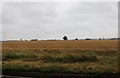 Field by Church Road, Stowupland