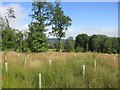 Woodland near the Garden House