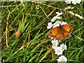 SU9650 : Gatekeeper Butterfly by James Emmans