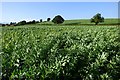 Farmland, Everdon