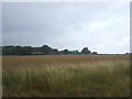 Farmland near Broom Hall Farm