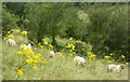 Field behind Parsonage Farmhouse, Stalisfield