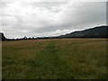 Temporary footpath across field at Aldourie