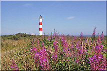 NH9487 : Willowherb and lighthouse by Richard Dorrell
