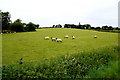 Sheep, Glasmullagh