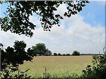 J0411 : Hay meadow south of the road to Marmion Cross Roads by Eric Jones
