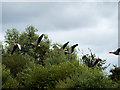 SO7204 : Low-flying Geese at Slimbridge by David Dixon