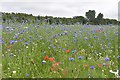 Wild flower meadow