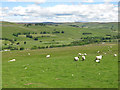 Farmland above Brotherlee (2)