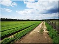 Bridleway on Boundary of Field