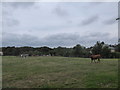 Cows in a field behind Thorley Church