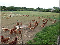 Chickens seen over the back wall at Thorley Churchyard