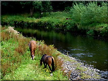 H4772 : Horses grazing along the Camowen River by Kenneth  Allen