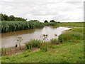 SO7105 : WWT Slimbridge Wetland Centre near the Holden Hide by David Dixon