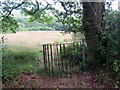 Llwybr i Afon Hafren / Path to Afon Hafren