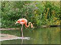 SO7204 : American Flamingo at Slimbridge by David Dixon