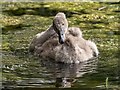 NH9757 : Mute Swan Cygnet on the Long Pond by valenta