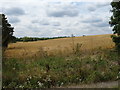 Crop field off Radlett Road, Colney Street 