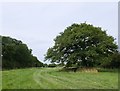 Wide grass verge by the B2135