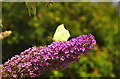 Brimstone Butterfly, Acton Turville, Gloucestershire 2019