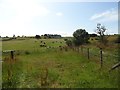 NZ1147 : Grazing fields at Dyke Nok farm by Robert Graham