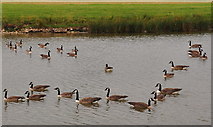 ST8083 : Canada Geese, Badminton Lake, Badminton, Gloucestershire 2019 by Ray Bird