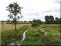 River Ver near Redbourn