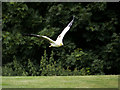 SO7023 : ICBP Flying Display, Egyptian Vulture by David Dixon