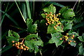 Berries not yet ripe, Drumowen