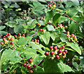 J4681 : Tutsan berries, Crawfordsburn Country Park - August 2019(2) by Albert Bridge