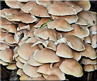 J4682 : Fungi, Crawfordsburn Country Park - August 2019(1) by Albert Bridge
