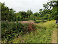 Colour by the path, Park Downs