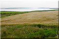 Barley field near Greenwall