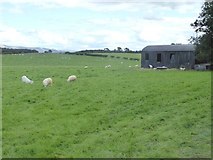 NY6418 : Field with sheep and barn by Oliver Dixon