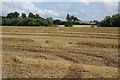 Harvested wheat field